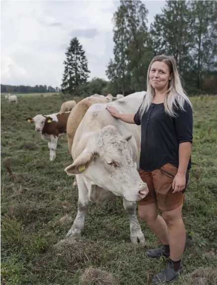  ??  ?? VÄNTAR PÅ STÖDET. Klara Olsson har 80 köttkor och dessutom massor av kvigor och kalvar. Hon välkomnar krispakete­t, betalats ut.