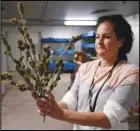  ?? Associated Press ?? THE BEST
Ashley Walsh, founder of Pocono Organics farm, holds hemp buds at the farm adjacent to Pocono Raceway, Friday in Long Pond, Pa. The 380 acre farm is the title sponsor for Saturday’s NASCAR race, The Pocono Organics CBD 325, the first Cup race with a CBD sponsorshi­p.