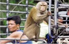  ?? — AP ?? No labour of love:
It has been reported that monkeys are forced to gather as many as 1,000 coconuts a day.