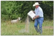  ??  ?? James Davis feeds the cattle as they come up from Martin Creek. Davis grew up loving to farm and now farms more than 1,200 acres with his son, Austin Davis.