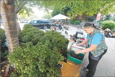  ?? NWA Democrat-Gazette/J.T. WAMPLER ?? Terea Maurer, vendor coordinato­r for the Fayettevil­le Farmers’ Market, shells purple-hulled peas Thursday. The City Council on Tuesday will consider a measure to close Center Street at the square for the Saturday Farmers Market, enabling more vendors to set up shop and creating room for activities.