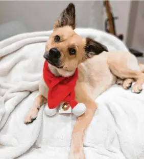  ?? Foto: Mahler ?? Der Hund Seppel kommt aus der Tierhilfe „Ein Herz für Streuner“und wohnt in Graben.