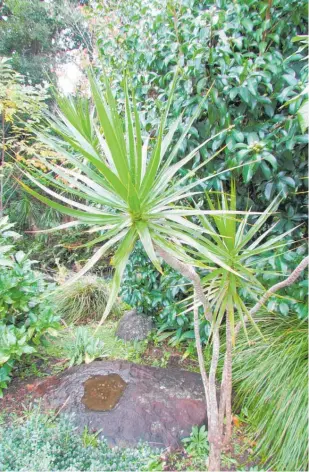  ?? ?? This Dracaena marginata has done well outside in a shady spot with indirect light.