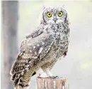  ??  ?? ROADKILL: Dead baby owls from parent birds stolen from a sanctuary are hawked by thieves on the road to Sun City