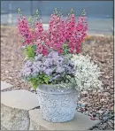  ??  ?? A mixed container features angelonia (pink), Diamond Delight euphorbia (white) and ageratum, or floss flower (lavender).