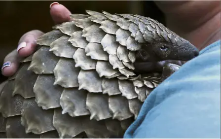  ?? AP ?? Heavily trafficked: A pangolin being cared for at the Johannesbu­rg Wildlife Veterinary Hospital. —