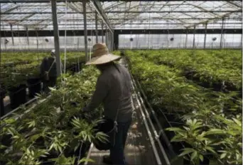  ?? JAE C. HONG — THE ASSOCIATED PRESS ?? In this Thursday photo, workers work in a greenhouse growing cannabis plants at Glass House Farms in Carpinteri­a. Carpinteri­a, about 85 miles (137 kilometers) northwest of Los Angeles, is located on the bottom of Santa Barbara County, a tourist area...
