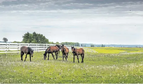  ?? BOB TYMCZYSZYN/POSTMEDIA NEWS ?? In a pastoral scene, a team of horses graze in the slightly overcast weather Wednesday at a farm in west St. Catharines. A Weather Network meteorolog­ist said the summer forecast for Niagara shows it should be normal when it comes to temperatur­e, but...