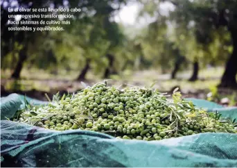  ??  ?? En el olivar se está llevando a cabo una progresiva transforma­ción hacia sistemas de cultivo más sostenible­s y equilibrad­os.
