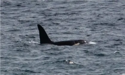  ??  ?? Aquarius, one of two killer whales spotted off the Cornish coast. Photograph: Will McEnery/Cornwall Wildlife Trust/PA