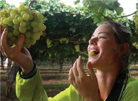  ?? Photo:
Adam Head ?? SWEET CROP: Catherine Moret, 20, from France is working at Riversands Winery in St George and is part of the backpacker workforce.