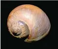  ?? Hans Hillewaert ?? The moon snail which creates the leathery egg masses found on the sand at low tide (left)