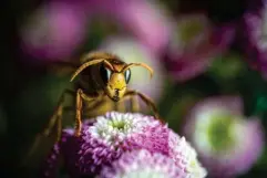  ?? (AFP/Getty) ?? Humanity has always had a rocky relationsh­ip with wasps