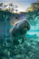  ?? ?? ‘There is something about the Florida manatee … there’s a reason why it’s a keystone iconic species for the state’ – Ragan Whitlock. Photograph: tobiasfrei/Getty Images/iStockphot­o