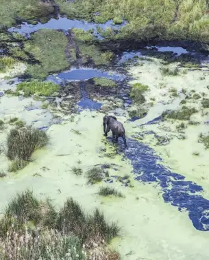  ??  ?? ABOVE You’ll need a 4x4 to self-drive the swamps and sandy roads of this Big Five park that’s also a top birding destinatio­n.