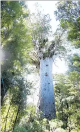  ?? PICTURE / MICHAEL CUNNINGHAM ?? Tane Mahuta might be vulnerable but is not in immediate danger of dying.