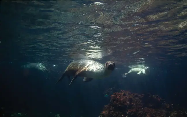  ??  ?? Lobos marinos nadando en costas negras. / Sea lions swimming along dark shores.