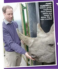  ??  ?? FOND FAREWELL: William gently reassures rhino Zawadi before she heads for Africa. She is now a mother