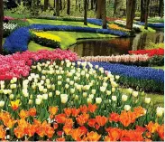  ??  ?? IN BLOOM: Spring tulips in the Netherland­s