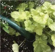  ?? NORMAN WINTER / TNS ?? AquaPots are equipped with a tube hidden by foliage like this Dolce Appletini heuchera. A water hose inserted in the tube makes for easy filing of the water holding reservoir.