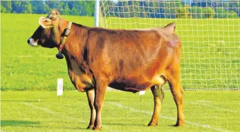  ?? FOTO: CLAUDIA BISCHOFBER­GER ?? Hier hat Kuh Alma ins Volle getroffen. Für einen Loskäufer stand sie zur richtigen Zeit auf dem passenden Feld und brachte dem Gewinner 500 Euro ein.