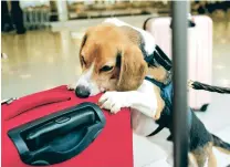  ?? SHURAN HUANG/NEW YORK TIMES FILE PHOTO ?? Hair-E, a member of the government’s Beagle Brigade at Dulles Internatio­nal Airport, in Dulles, Va. on July 15.