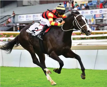  ?? Picture: JC Photograph­ics ?? IN TOWN. Gauteng Guineas winner National Park has remained on Johannesbu­rg ahead of the SA Classic on 2 March.