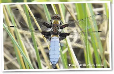  ??  ?? Male broad-bodied chaser