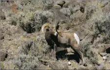  ??  ?? Big Horn Sheep near the Slide Trail.