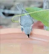  ??  ?? This White-breasted Nuthatch grabs a drink of water from the terracotta saucer bird bath.