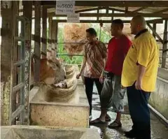  ?? ?? HAFEEZ (kiri) melihat lembu ternakan bagi tujuan ibadah korban.