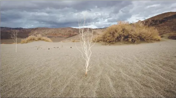  ??  ?? Episodios de calor, sequías y exceso de lluvias se verán agravados en los próximos años, señala Noah Diffenbaug­h, uno de los autores del informe. En la imagen, una planta luego de que una tormenta de arena pasó por Lone Pine, California ■ Foto Afp