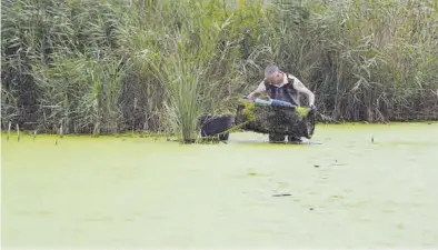  ??  ?? El Servei de Guarderia Rural del Consorci utilitza tres trampes per atrapar als rèptils que habiten a la zona.