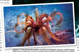  ??  ?? Above, l-r: the duster-like feather starfish; the flapjack octopus, which hovers sifting the sea floor for worms; and the delicately beautiful ethereal snailfish