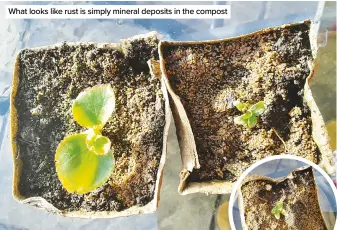  ??  ?? What looks like rust is simply mineral deposits in the compost