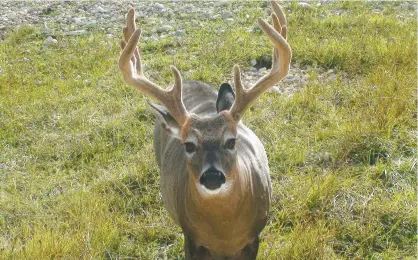  ?? PHOTO JULIEN CABANA ?? Près de 150 000 chasseurs se retrouvent en forêt pour se mesurer au chevreuil chaque automne.