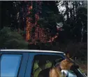  ?? SHMUEL THALER — SANTA CRUZ SENTINEL FILE ?? A man and his dog head to safety down Nunes Road as a finger of the Freedom Fire burns redwood trees in along the road in the Aptos hills in January.