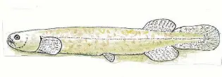  ?? IMAGE: ANTHONY HARRIS ?? Secure bubble . . . The Canterbury mudfish prefers streams not linked to the sea.
