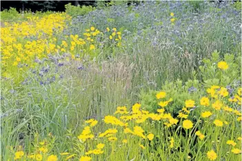  ?? THERESA FORTE/SPECIAL TO THE STANDARD ?? Native Coreopsis lanceolata are at home in meadow gardens as well as home gardens.