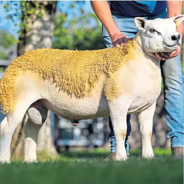  ??  ?? SOUGHT AFTER: Ram lamb Bradleys Eubank sold for 70,000gn at the Carlisle sale.