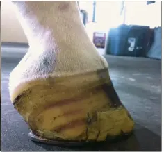  ??  ?? OPTIONS: No one treatment is “best” for a club foot, but most cases can be improved with skilled care. Many horses with a mild club foot have productive careers.