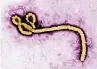  ?? FOTO: DPA ?? Das Ebola-Virus