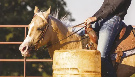  ??  ?? Roping reins are a short loop that is easier to ride with for speed work, including barrel racing.