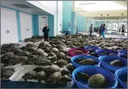  ?? (AP/The Brownsvill­e Herald/Miguel Roberts) ?? Thousands of Atlantic green sea turtles and Kemp’s ridley sea turtles suffering from cold stun are laid out to recover Tuesday at the South Padre Island Convention Center on South Padre Island, Texas.