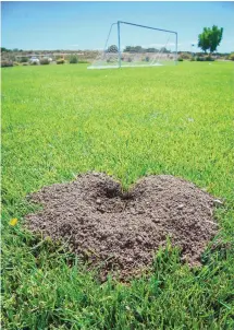  ?? EDDIE MOORE/JOURNAL ?? A 2018 contract to eradicate gophers in order to prevent holes like this one on a soccer field at the Municipal Recreation Complex is an example of the kinds of contracts the Santa Fe City Council has long discussed in public before approval.