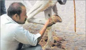 ?? SUBHANKAR CHAKRABORT­Y/HT PHOTO ?? Cobbleston­es in Old City area have left horses with swollen hooves.