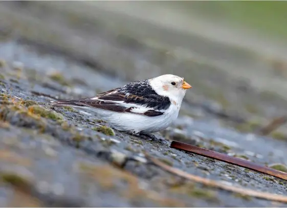  ?? ?? Clockwise from above
Snow Bunting, Barton on Humber, Lincolnshi­re, 30 March
White-tailed Lapwing, Frampton Marsh RSPB, Lincolnshi­re,
29 March
Little Buntings, Kelling Heath, Norfolk, 22 March
Bonaparte’s Gull, Cantley Beet Factory, Norfolk,
26 March
Black Brant, Salthouse, Norfolk, 3 March