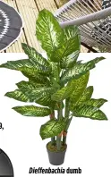  ?? ?? Dieffenbac­hia dumb cane plant, £17.99, Homescapes Online