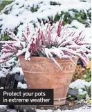  ?? ?? Protect your pots in extreme weather