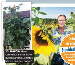  ?? FOTO: MIKAEL ANDERSSON OCH PRIVAT ?? SOLROSHÖJD. Hans Lemnelius solros i Enebyberg är nära 3 meter. har du en ännu högre?
SOLROSPRAK­T. Anders Ström i blomhavet framför Bögs gård i Sollentuna.